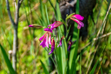 Gigli selvatici in primavera