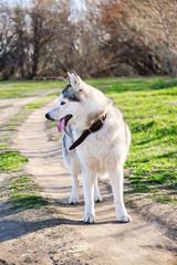 Beautiful purebred husky dog walks in the Park with his tongue hanging out.