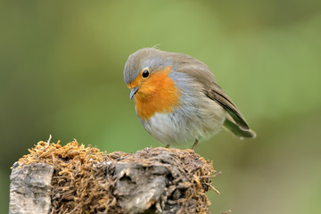 petirrojo en un tronco de encina con musgo   ( erithacus rubecula ) Marbella Andalucía España