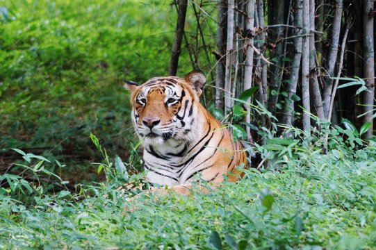 Tiger Relaxing In Bannerghatta National Park