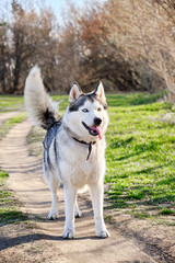 Beautiful purebred husky dog walks in the Park with his tongue hanging out.
