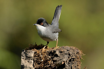 curruca cabecinegra sobre un tronco con musgo y fondo verde (sylvia melanocephala) Marbella Andalucía España 