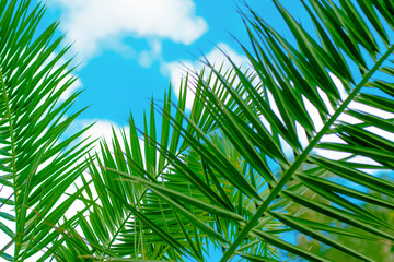 Amazing bright tropical palm tree leaves  at sunshine and blue sky on the background with white clouds