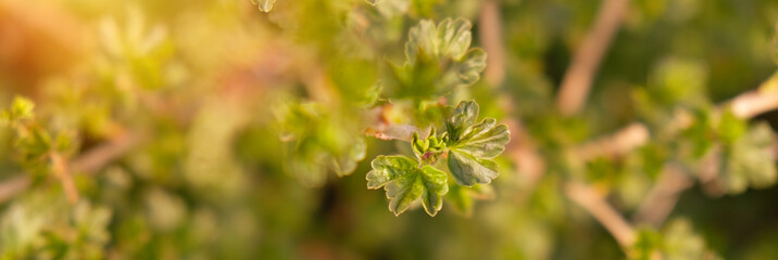 The branch of gooseberry in the early spring.