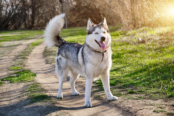 Beautiful purebred husky dog walks in the Park with his tongue hanging out.