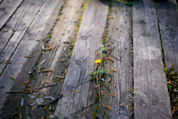 a wooden bridge near the river