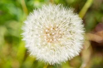 close up dandelion blowball and natural background