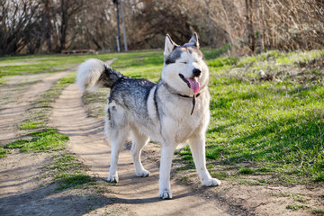 Beautiful purebred husky dog walks in the Park with his tongue hanging out.