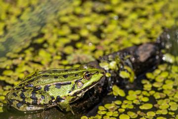 Large adult Common European Green Frog floating resting on wooden log floating in water