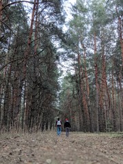 Fototapeta premium walk in the woods