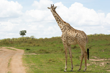A Masai Giraffe looking back before crossing a track in Masai Mara on a sunny September afternoon