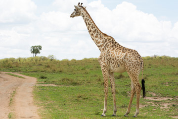 Naklejka na ściany i meble A Masai Giraffe contemplating before crossing a track in Masai Mara on a sunny September afternoon