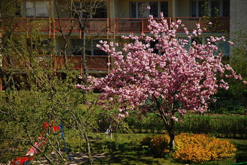 Wiosna z okna w czasach koronawirusa © Dariusz Dziuda