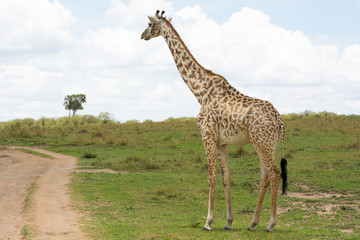 Naklejka na ściany i meble A Masai Giraffe contemplating before crossing a track in Masai Mara on a sunny September afternoon