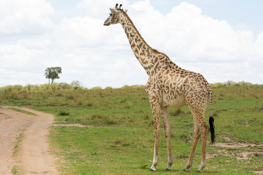 A Masai Giraffe contemplating before crossing a track in Masai Mara on a sunny September afternoon
