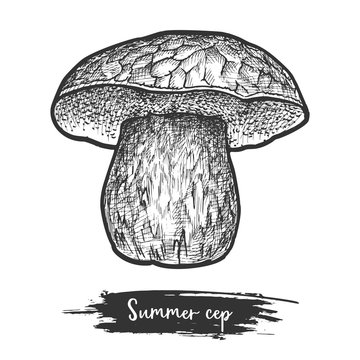 Sketch of summer cep boletus mushroom. Fungus