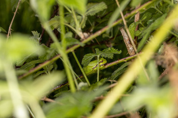 Wide shot of juvenile European Tree Frog basking while camouflaged between plants