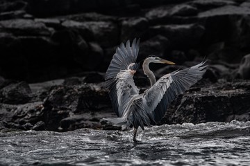 Great blue heron