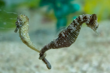 Sea horses couple with intertwined tails. Very romantic. Hippocampus are faithful to their partner...