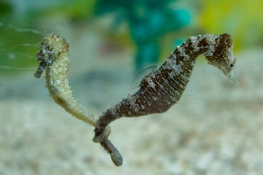 Sea horses couple with intertwined tails. Very romantic. Hippocampus are faithful to their partner for life. These two are holding on to each other with their tails.
