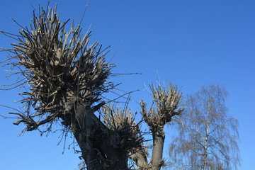 The tree is trimmed without branches