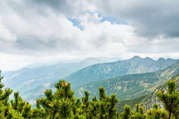 Mountain pine in the Tatra Mountains. Mountain panorama view
