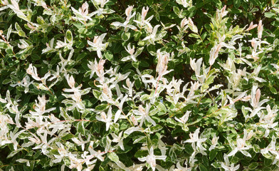 Salix integra 'Hakuro Nishiki' | Saule crevette ou saule Arlequin aux tiges rougeâtres fines et...