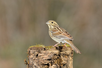 escribano montesino hembra posada en una rama  (emberiza cia) Marbella Andalucía España 