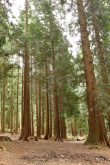 Tall Pines in a Forest