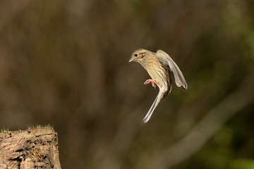 escribano montesino hembra en vuelo al posadero  (emberiza cia) Marbella Andalucía España 