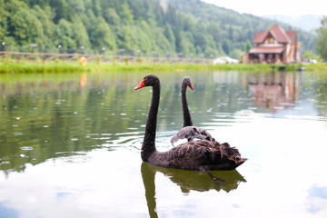 beautiful black swans swimming in the lake