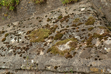 lichen and moss with weed on a rock. Biological  background