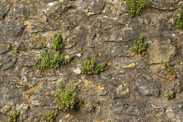 lichen and moss with weed on a rock. Biological  background