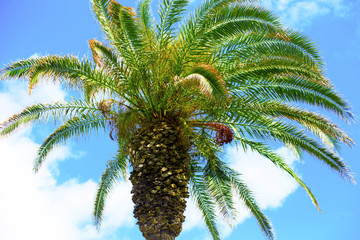 Amazing bright isolated   tropical palm tree  and blue sky with white clouds