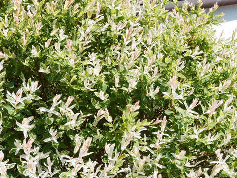 Saule crevette ou saule Arlequin (Salix integra 'Hakuro Nishiki')