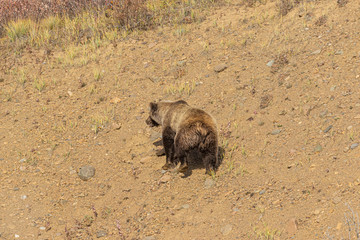 Grizzly Bear in Denali National Park Alaska in Fall