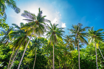 Naklejka na ściany i meble Coconut palm trees and blue sky, Summer vocation