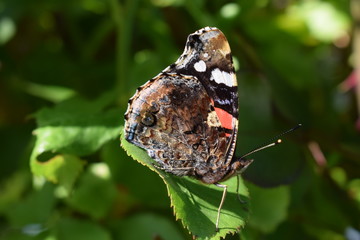 butterfly on leaf