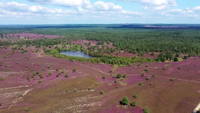 L&uuml;neburger Heide (Lande de Lunebourg) et fleurs de bruy&egrave;res en vue a&eacute;rienne.