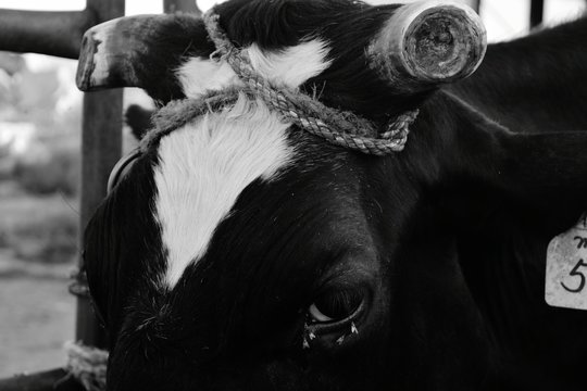 Close-up Of Roped Tied Up On Cow Head