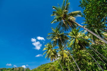 Fototapeta na wymiar Coconut palm trees and blue sky, Summer vocation