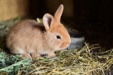 Small domestic rabbits eating grass in the nest 