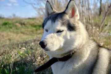 Muzzle of a beautiful purebred husky dog.