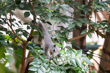 Grey-bellied  squirrel is eating on the tree, Bangkok, Thailand