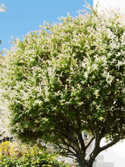 Salix integra 'Hakuro Nishiki' | Saule crevette ou saule Arlequin, arbuste ornemental au feuillage...