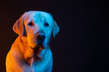 Labrador in the light of colored neon lamps. portrait on a black background. warm yellow light and blue on the dog.