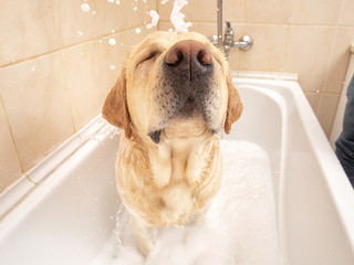 A dog taking a shower with soap and water