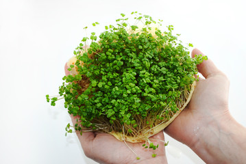 Arugula microgreen in female hands on a white background, copy space. Place for text.