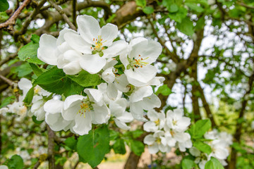 Bee pollinating a flowering tree. Early spring