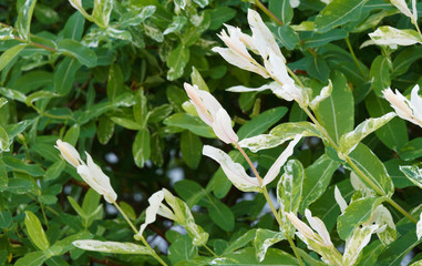 Salix integra 'Hakuro Nishiki' | Saule crevette ou saule Arlequin aux tiges rougeâtres fines et souples aux longues feuilles mouchetées de vert, rose et blanc crème